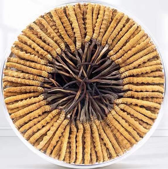 会宁冬虫夏草回收